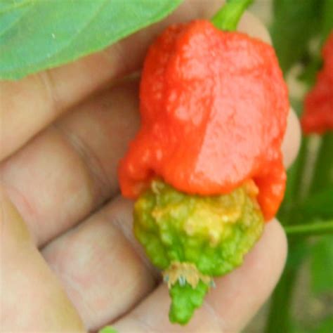 Super Hot And XXX Hot Chilli Seeds From Red Dragon Seeds UK
