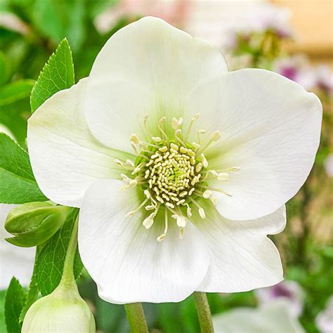 Great White Hellebore Brecks Premium Bulbs