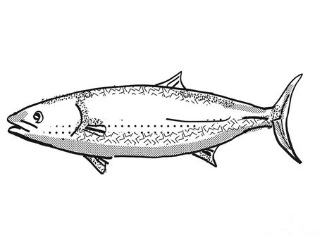 Kingfish New Zealand Fish Cartoon Retro Drawing Digital Art By Aloysius