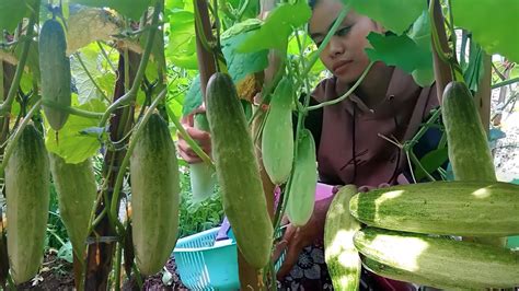 Panen Timun Lagi Di Kebun Buahnya Lebat Banget Harvesting Cucumber