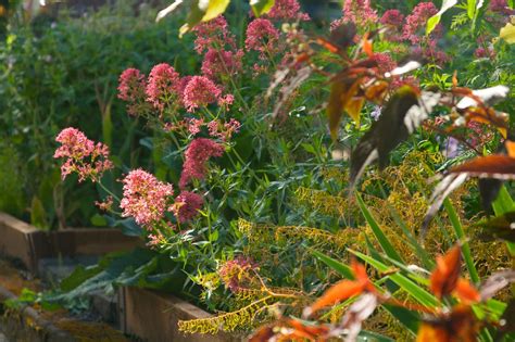 Centranthus Corydalis Persicaria 1717 Scott Weber Flickr