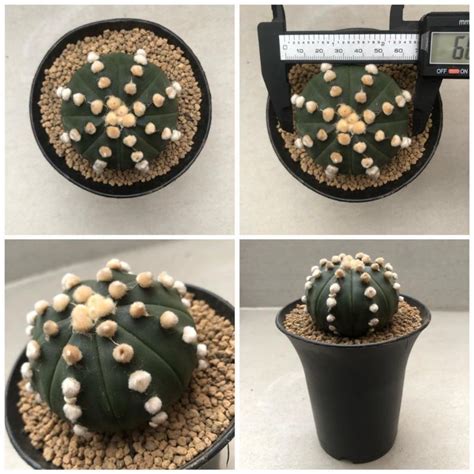 Jual Kaktus Astrophytum Oibo Shopee Indonesia