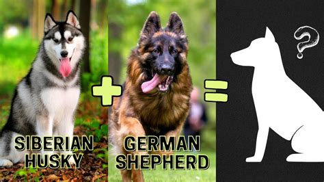 Top 10 Siberian Husky Mix Breeds You Don't Know About