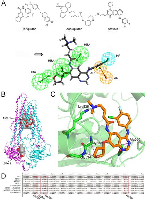 The Structural Basis Of Afatinib As An Abcb1 Inhibitor And The Possible Download Scientific