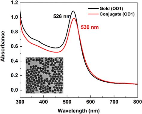 Shows The Uv Vis Spectra Of 40 Nm Gold Nanoparticles Before And After