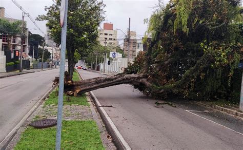 Queda De Rvore Interdita Parcialmente Rua Do Centro C Vico Em Curitiba