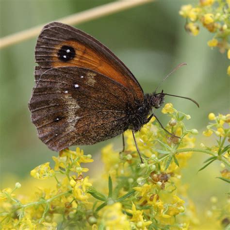 Gatekeeper Butterfly Insect - Free photo on Pixabay - Pixabay