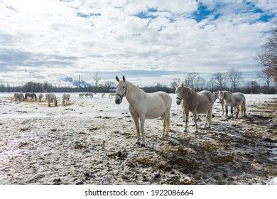 248 Kladruber Horse Images, Stock Photos & Vectors | Shutterstock