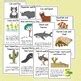 Symbiotic Relationships Sorting Cards Game And Posters By Snappy Teacher