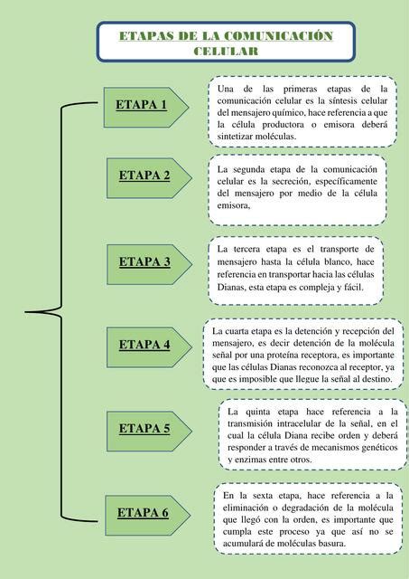 Etapas De La Comunicaci N Celular Raquel Reyes Udocz