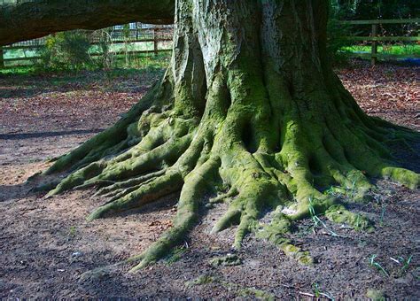 Pin By Sara Connelly On Trees Reference Tree Roots Green Trees