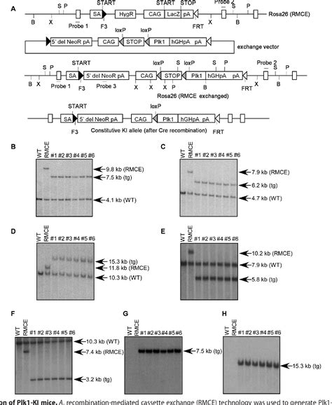 Figure 1 From Polo Like Kinase 1 Plk1 Overexpression Enhances Ionizing Radiation Induced