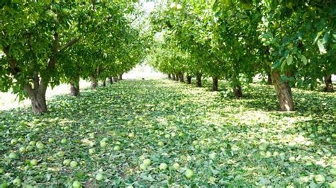 El Granizo Arrasa Hect Reas De Frutales En La Zona De Valdejal N