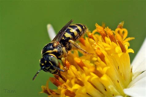 南方蘆蜂 Ceratina Cognata 澳門生態網