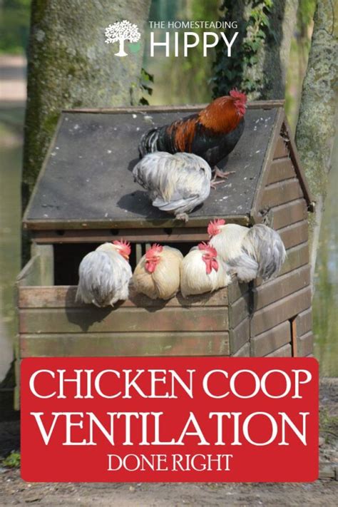 Chicken Coop Ventilation Done Right