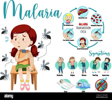 Ciclo De Transmisi N De La Malaria E Informaci N De S Ntomas Infograf A