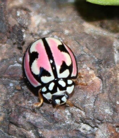 Pink leaf beetle platyphora sp chrysomelidae peruvian amazon – Artofit