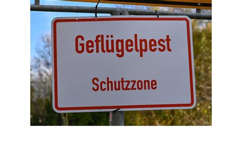 Dritter Ausbruch von Geflügelpest im Kreis Gütersloh bestätigt Haller