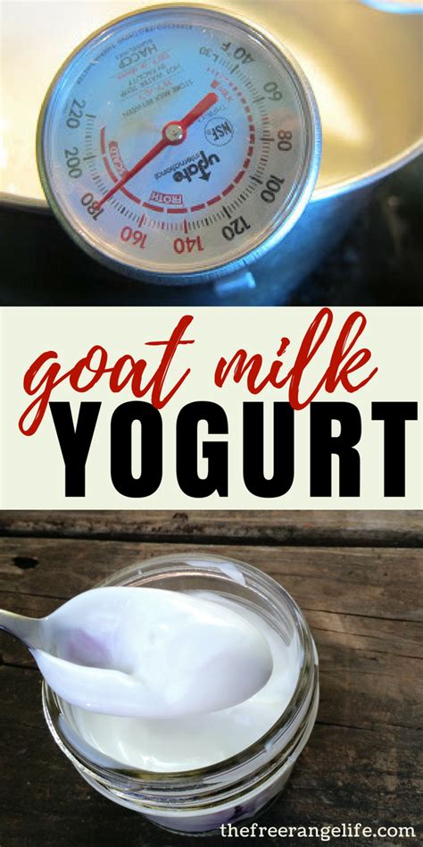 How To Make Goat Milk Yogurt Plus 3 Ways To Incubate Goat Milk