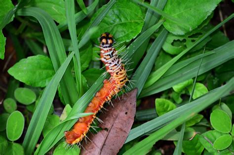 Orange Spiky Caterpillar