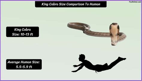 King Cobra Size: How Big Are They Compared To Others?