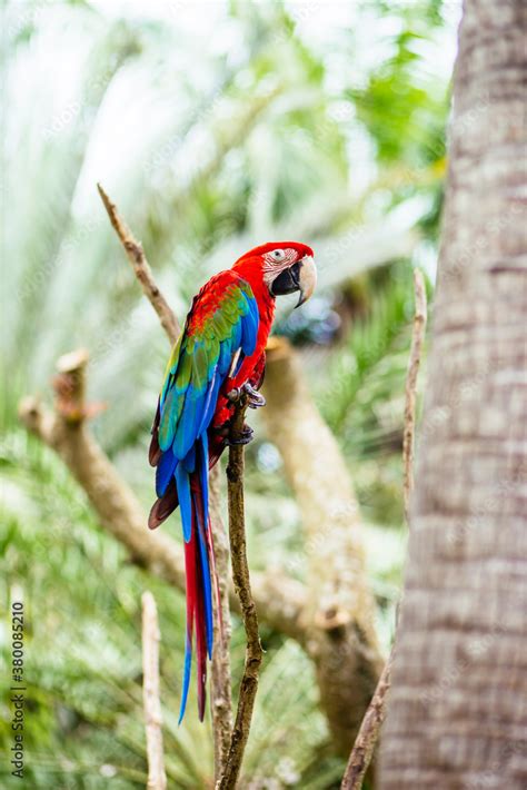 Green Winged Macaw Stock Photo | Adobe Stock