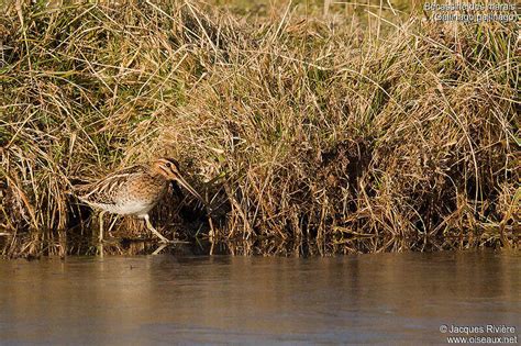 B Cassine Des Marais Adulte Nuptial Jari