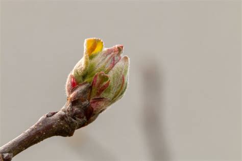 Apfelbaum Knospen Von Bl Ten Und Bl Ttern Kennen