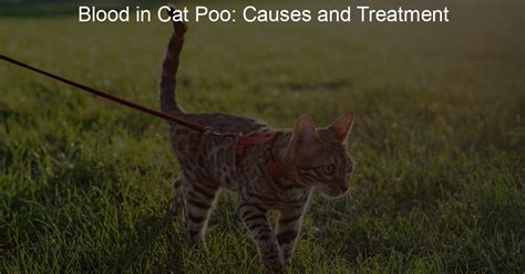 Blood in Cat Poo: Causes and Treatment - Harness Hug