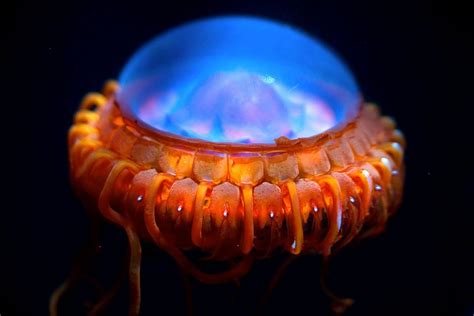 The Atolla Jellyfish (x-post from /r/pics) : photoshopbattles