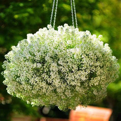 Alyssum Clear Crystals White Seed – Harris Seeds
