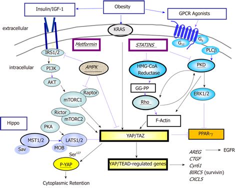 Central Role Of Yes Associated Protein And WW Domain Containing