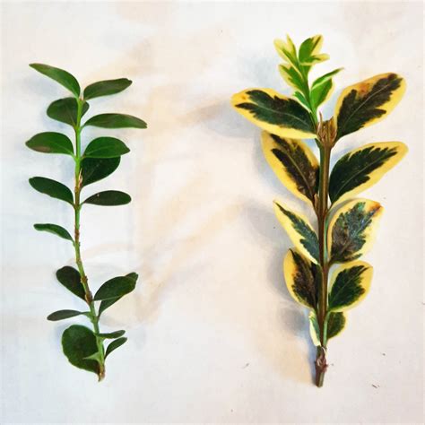 Alternate Leaf Arrangement Example