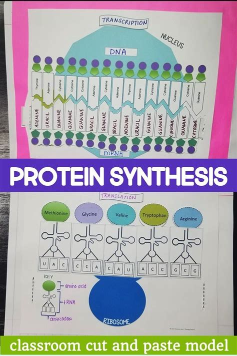 Protein Synthesis Model Biology Classroom Biology Lessons Teaching Biology