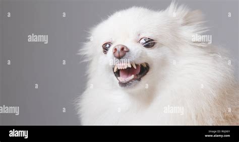 Angry Pomeranian dog Stock Photo - Alamy