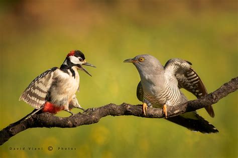 Cculo E Picchio Rosso Maggiore Davide Viani Flickr