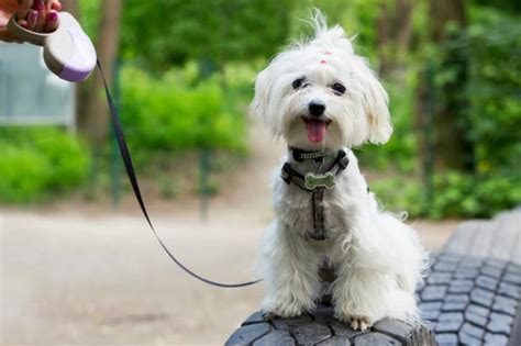 Les Races De Chiens Qui Ne Perdent Pas Leurs Poils 14 Races De Chiens