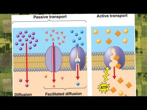 How To Draw Active And Passive Transport Diagram YouTube