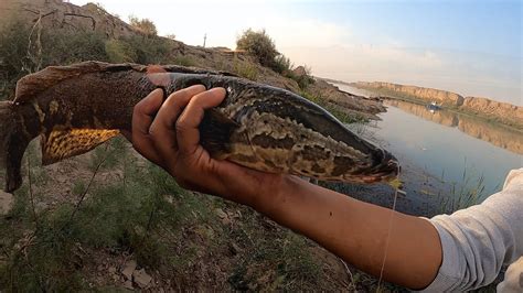 РЫБАЛКА НА ЗМЕЕГОЛОВА И САЗАНА. ЛОВЛЯ ЗМЕЕГОЛОВЫ НА ЗАКИДУШКИ С БЕРЕГА ...