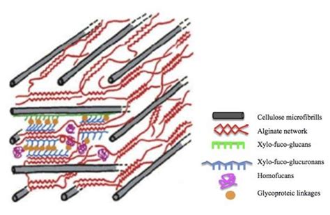 Detail of brown algal cell wall composition (Michel et al., 2010 ...