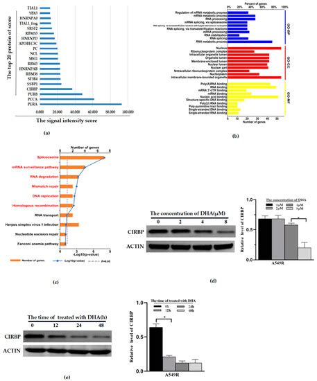 Life Free Full Text Dihydroartemisinin Reduces Irradiation Induced