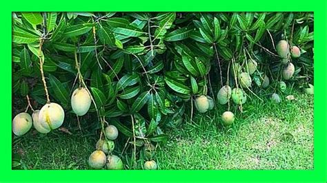 Mango Flowering Spray To Produce 3 Times More Fruits Youtube