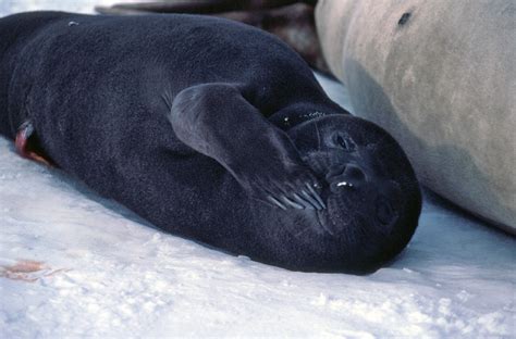 Antarctica gallery elephant seal