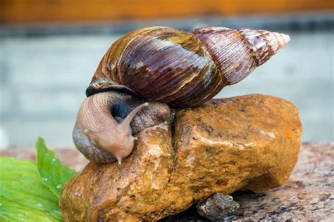 Giant African Snail Facts - CRITTERFACTS