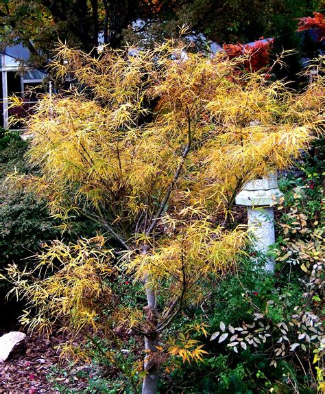 Acer Red Pygmy Japanese Maple 16 Pot Hello Hello Plants