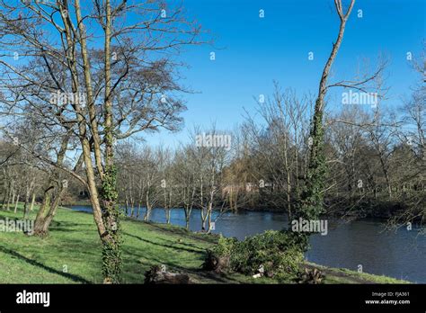 Up Rooted Tree On The Bank Of The River Taff Bute Park Cardiff Stock