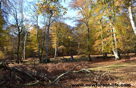 New Forest Autumn discover the colours, trees and wildlife