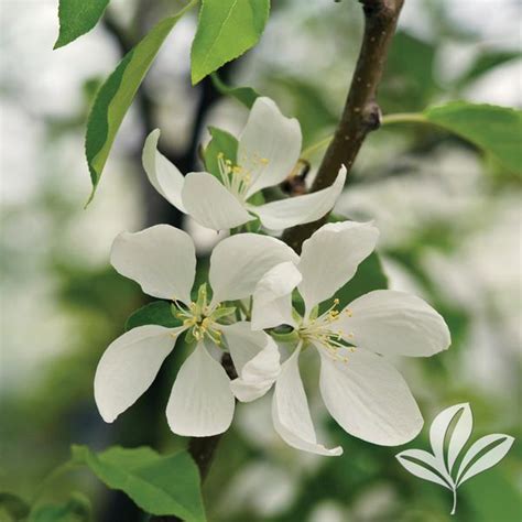 Malus Malus Spring Snow Spring Snow Crabapple From Greenleaf Nursery