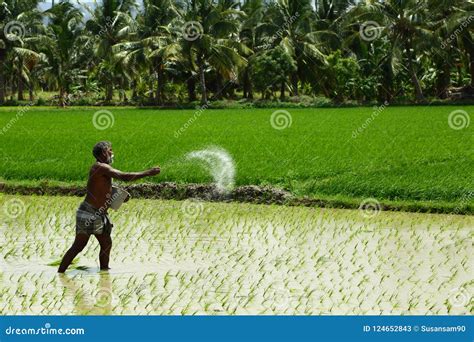 Indian Farmers Working In The Rice Fields Editorial Stock Photo