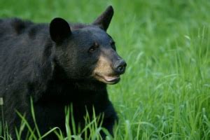 Black Bear Behavior Presentation - Stowe Land Trust